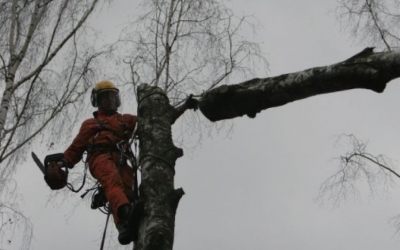 Спил и вырубка деревьев - Горно-Алтайск, цены, предложения специалистов