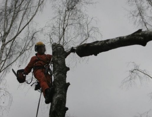 Спил и вырубка деревьев стоимость услуг и где заказать - Горно-Алтайск
