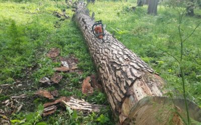 Спил и вырубка деревьев, корчевание пней - Горно-Алтайск, цены, предложения специалистов