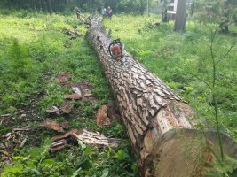 Спил и вырубка деревьев, корчевание пней стоимость услуг и где заказать - Горно-Алтайск