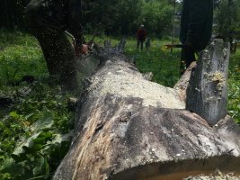 Спил и вырубка деревьев, корчевание пней стоимость услуг и где заказать - Горно-Алтайск